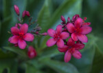 Deeply-Colored Jatropha Flowers