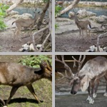 Deer photographs