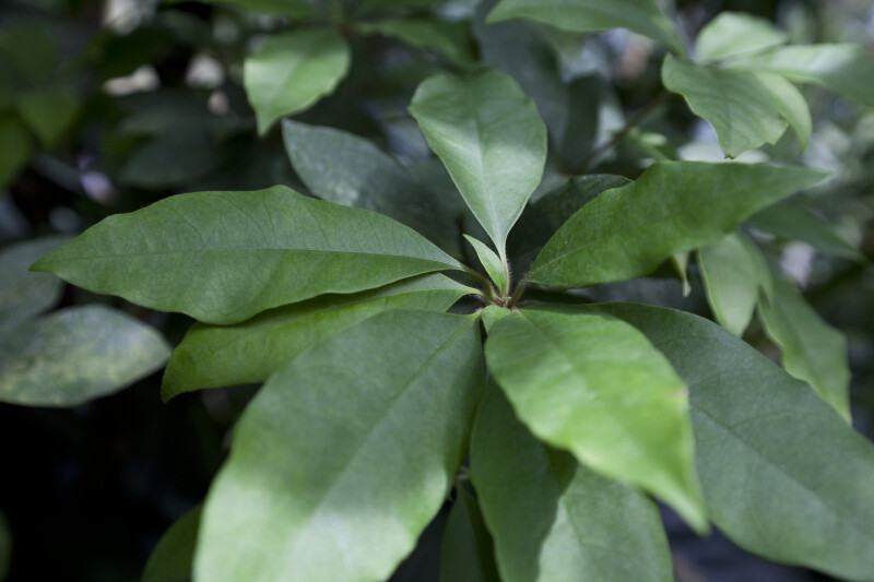 Deherainia smaragdina Leaves