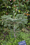 Delavay's Fir