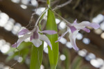 Dendrobium cassiope