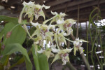 Dendrobium forbesii Flowers