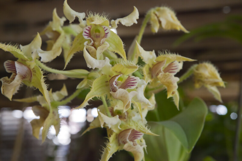 Dendrobium forbesii Orchid