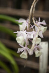 Dendrobium pierardii