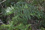 Dense Fern Coverage