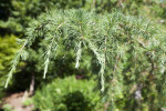 Deodar Cedar leaves
