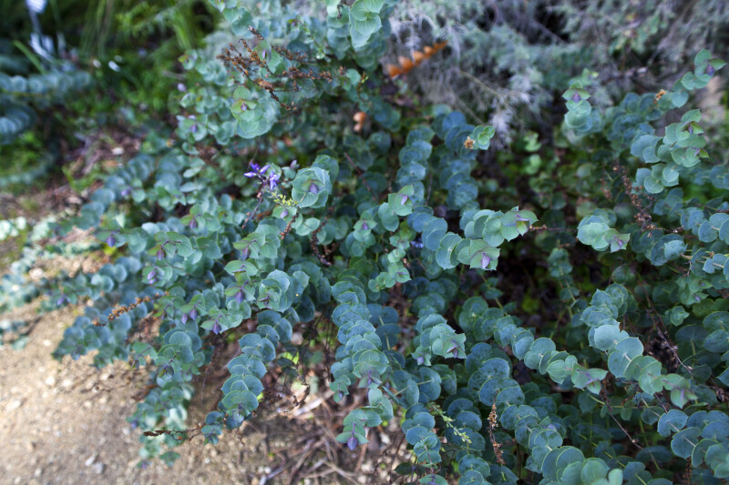 Derwentia perfoliata