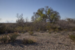 Desert Landscape Along the Chihuanhuan Desert Trail of Big Bend National Park