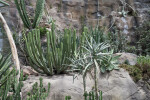 Desert Plants at Wüstenhaus