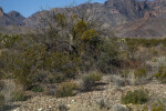 Desert Plants with a Mountain in the Background