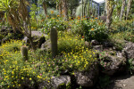 Desert Plants