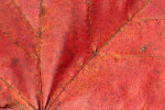 Detail of a Red Autumn Leaf