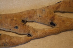 Detail of Olive Bread