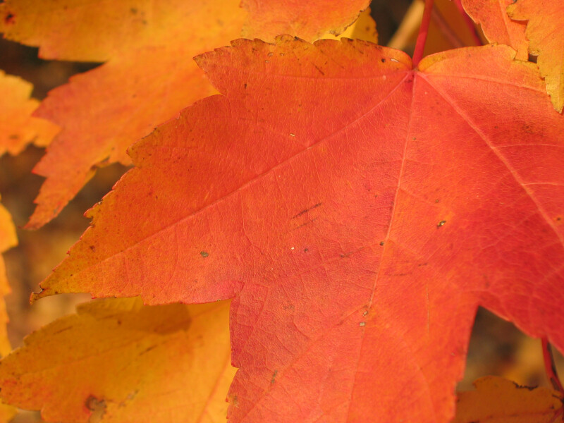 Detail of Orange Autumn Leaf