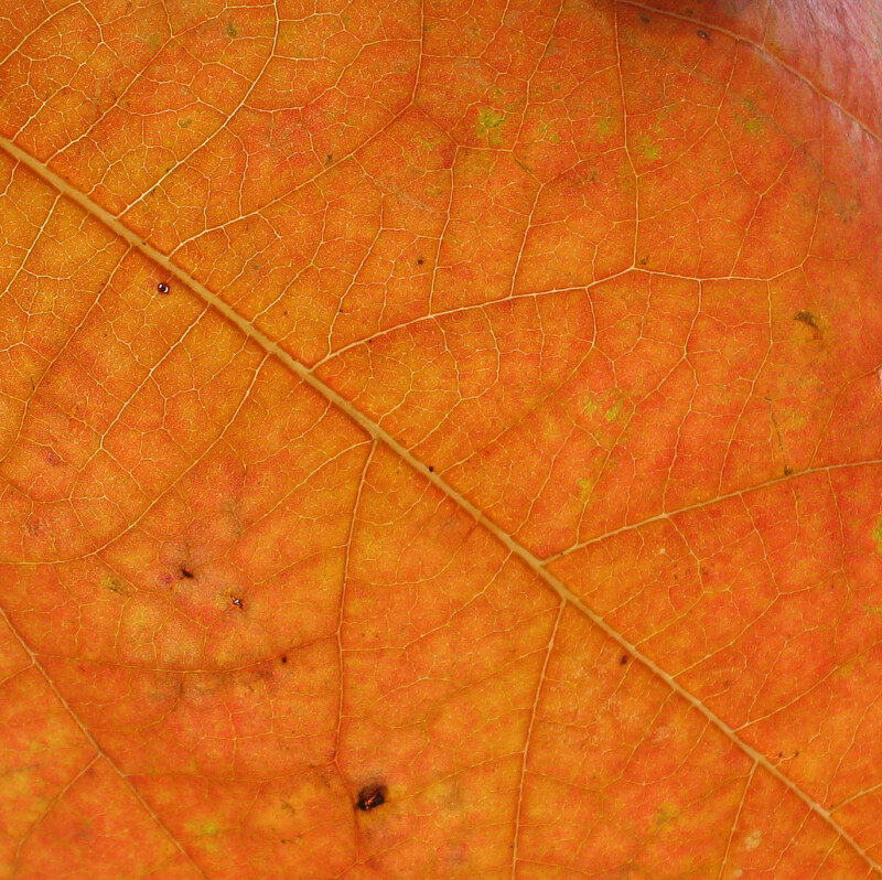 Detail of Orange Leaf Veins