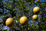 Detail of Oranges