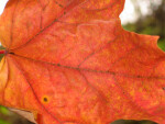 Detail of Reddish-Orange Leaf Veins