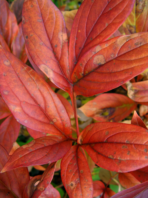 Detail of Several Red Leaves