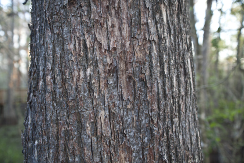 Detailed Photo of Tree Trunk Bark