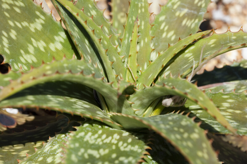 Detailed View of Aloe