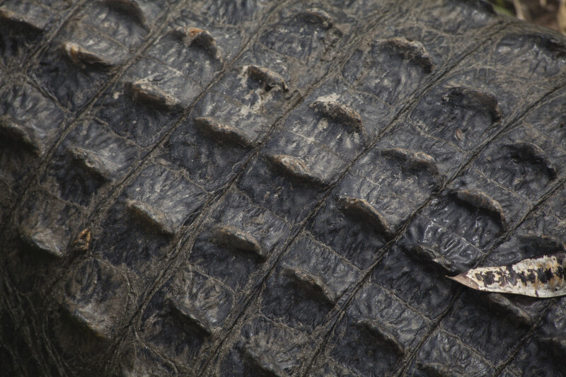 Detailed View of American Alligator Skin