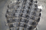 Detailed View of American Alligator's Back
