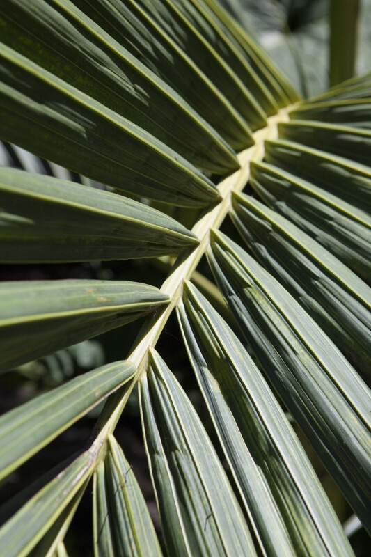Detailed View of Palm Frond
