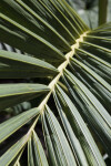 Detailed View of Palm Frond