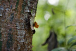 Detailed View of Peeling Bark of Gumbo-Limbo Tree