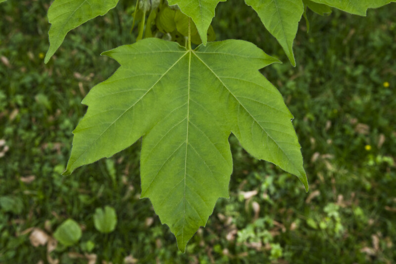 Devil Maple Leaf
