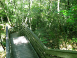 Devil's Millhopper Boardwalk