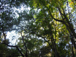 Devil's Millhopper Canopy