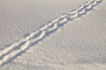 Diagonal Path Through the Snow