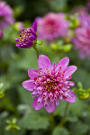 Diamond Rose Dahlia