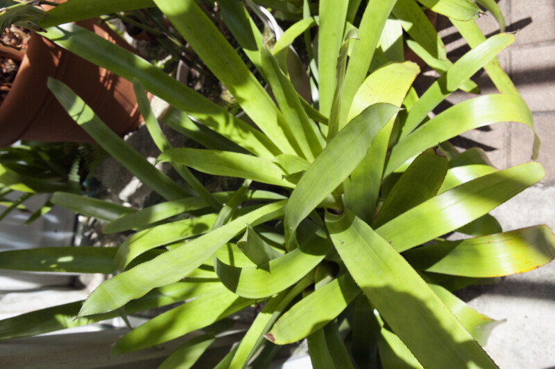 Dichorisandra penduliflora Leaves