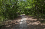 Dirt Path at USF