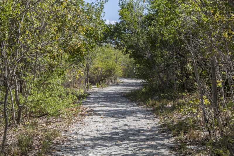Dirt Path Leading Through Trees at Biscayne National Park