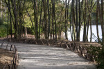 Dirt Path Running Through Bamboo Plants