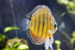 Discus Fish