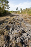 Firebreak at Cedar Key Scrub State Reserve