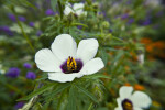 Distinct Petals and Stamens