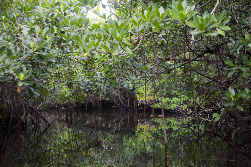 Distorted Reflections on Water of Mangroves