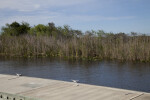 Dock, Waterway, and Sawgrass