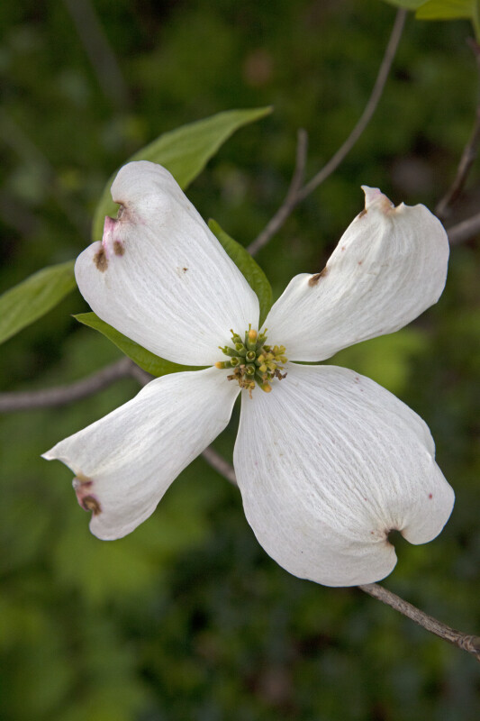 Dogwood Flower