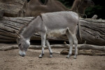 Domestic Donkey Sniffing the Ground
