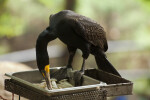 Double-Breasted Cormorant