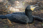 Resting Double-Breasted Cormorant