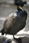 Double-Crested Cormorant