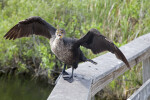 Double-Crested Cormorant