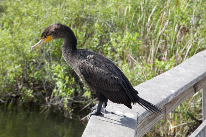 Double-Crested Cormorant Looking Down While Standing on a Rail